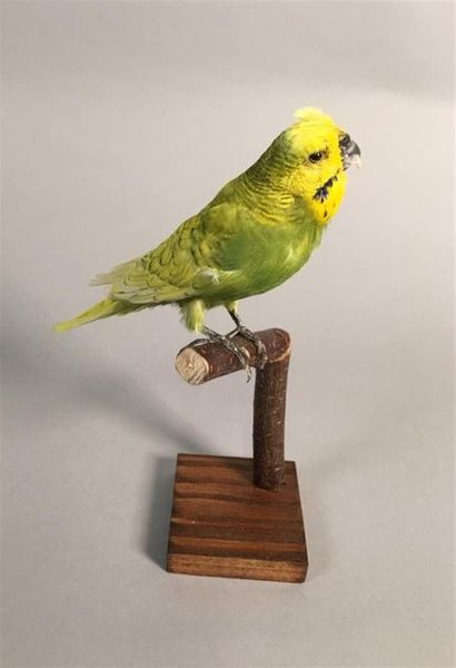 Perruche ondulée (Melopsittacus undulatus)...