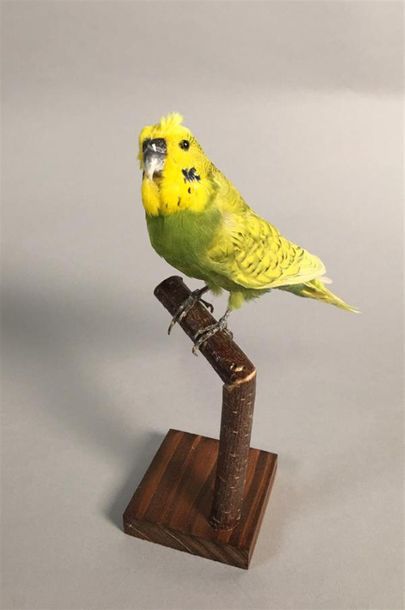 Perruche ondulée (Melopsittacus undulatus)...