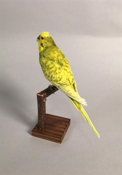 Perruche ondulée (Melopsittacus undulatus)...