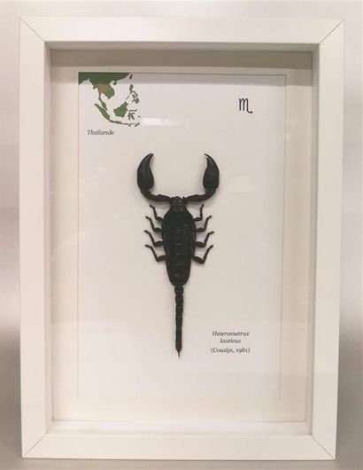 Scorpion Heterometrus laoticus (NR) : beau...