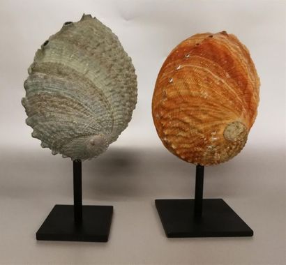 Paire d'Ormeaux (Haliotis rufa) et (Haliotis...