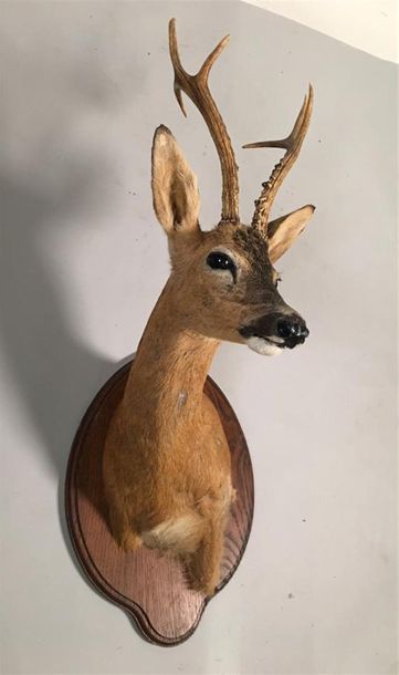 Chevreuil de Sibérie (Capreolus capreolus...