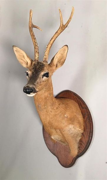 Chevreuil de Sibérie (Capreolus capreolus...