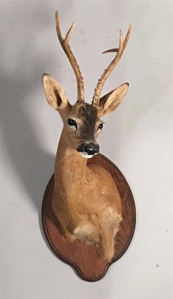 Chevreuil de Sibérie (Capreolus capreolus...