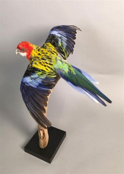 Perruche omnicolore à manteau d'or (II/B)...