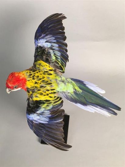 Perruche omnicolore à manteau d'or (II/B)...