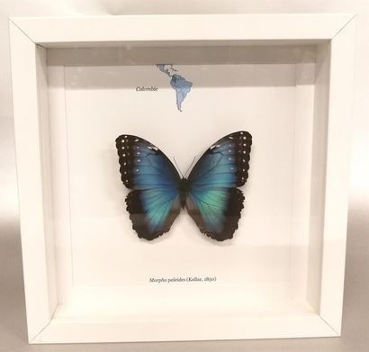 Lépidoptère Morpho (Morpho peleides) (NR)...