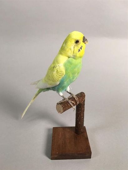 Perruche ondulée (Melopsittacus undulatus)...
