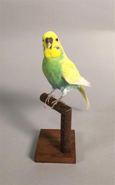 Perruche ondulée (Melopsittacus undulatus)...