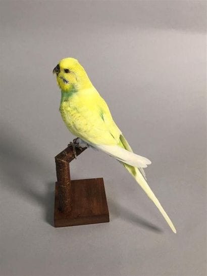 Perruche ondulée (Melopsittacus undulatus)...