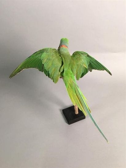Perruche à collier (Psittacula krameri) (NR)...