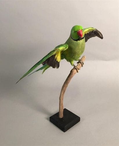 Perruche à collier (Psittacula krameri) (NR)...
