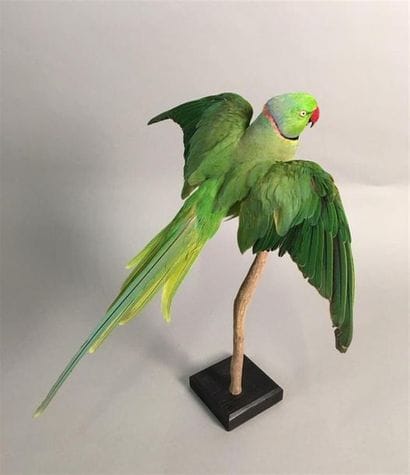 Perruche à collier (Psittacula krameri) (NR)...