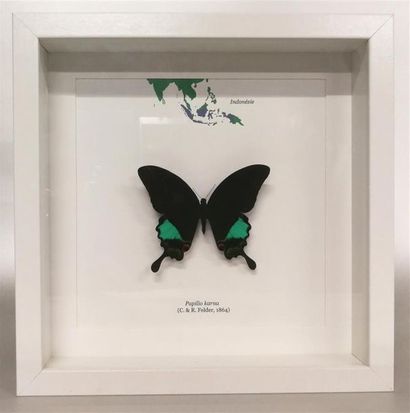 Lépidoptère exotique (Papilio karna) (NR)...