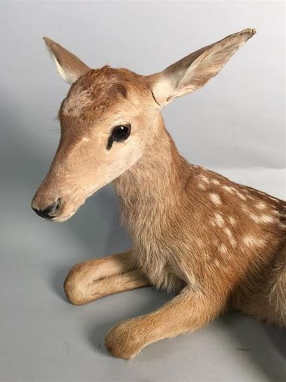 Cerf élaphe (Cervus elaphus) (CH) : spécimen...