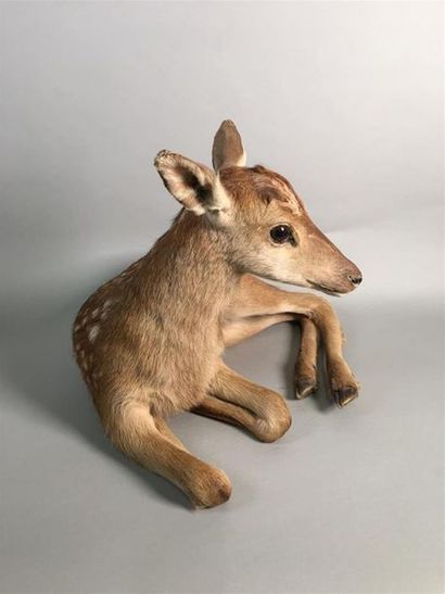 Cerf élaphe (Cervus elaphus) (CH) : spécimen...