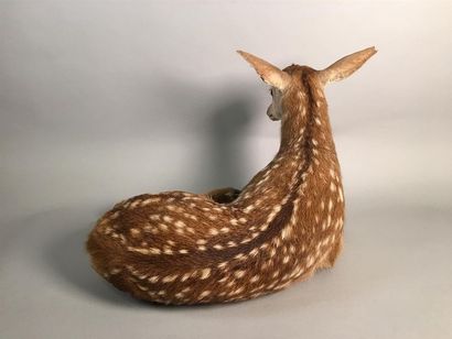 Cerf élaphe (Cervus elaphus) (CH) : spécimen...