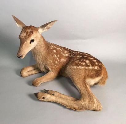 Cerf élaphe (Cervus elaphus) (CH) : spécimen...