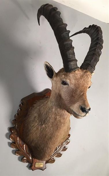 Bouquetin des Alpes (Capra ibex) (CE-CH)...