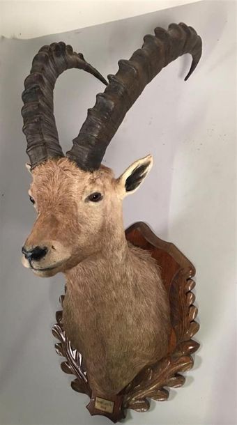 Bouquetin des Alpes (Capra ibex) (CE-CH)...