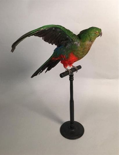 Perruche royale (Alisterus scapularis) (II/B)...