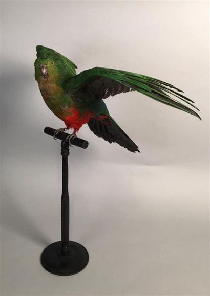 Perruche royale (Alisterus scapularis) (II/B)...