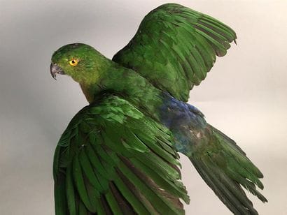 Perruche royale (Alisterus scapularis) (II/B)...