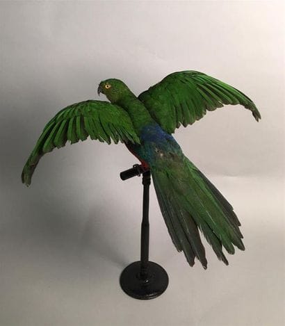 Perruche royale (Alisterus scapularis) (II/B)...