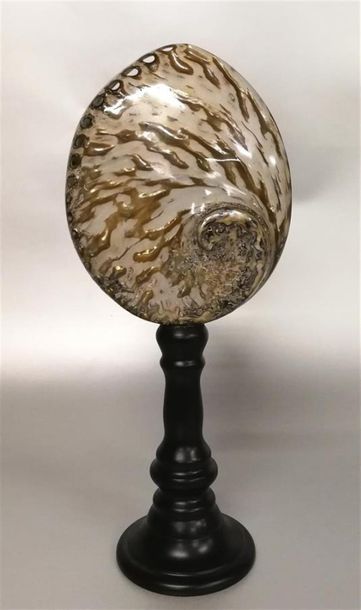 Ormeau avec beaux reflets or (Haliotis midas)...