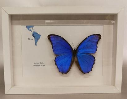 Lépidoptère Morpho (Morpho didius) (NR) :...