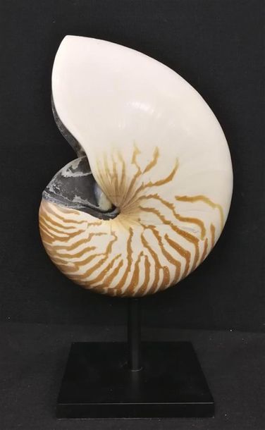 Magnifique Nautile naturel (Nautilus pompilius)...
