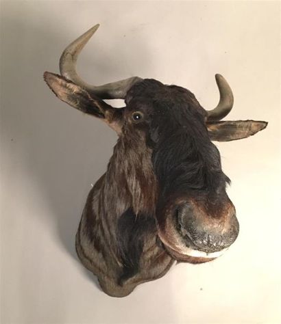 Gnou bleu (Connochaetes taurinus) (CH) :...