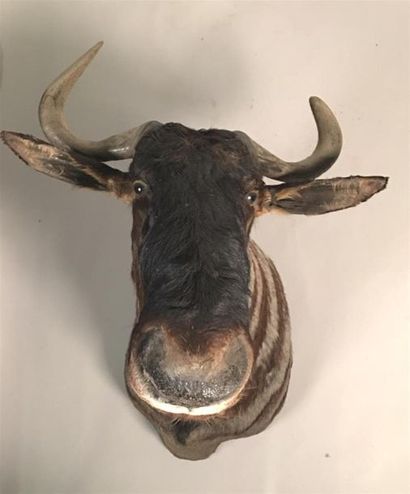 Gnou bleu (Connochaetes taurinus) (CH) :...