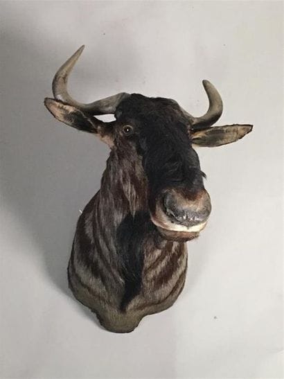 Gnou bleu (Connochaetes taurinus) (CH) :...