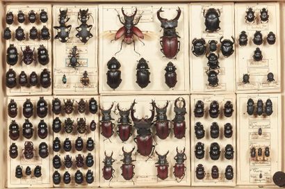 Boîte entomologique vitrée contenant différents...