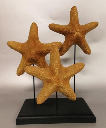 Présentation en dégradé de 3 étoiles de mer...