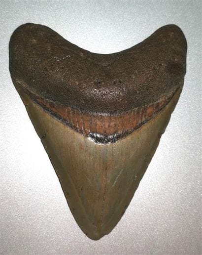 Belle dent de requin géant Mégalodon (Carcharodon...