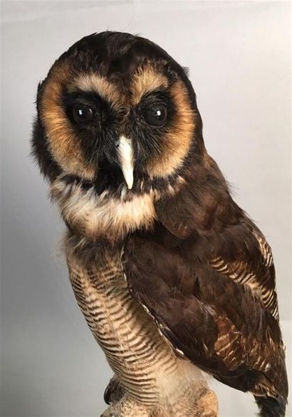 Chouette leptogramme (Strix leptogrammica)...