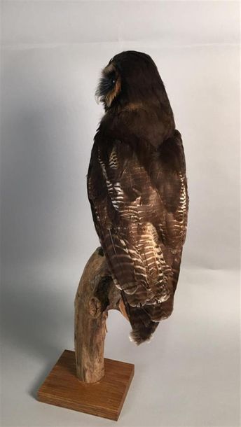 Chouette leptogramme (Strix leptogrammica)...