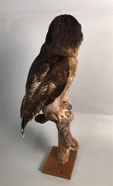 Chouette leptogramme (Strix leptogrammica)...
