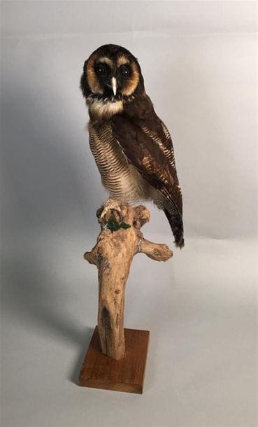 Chouette leptogramme (Strix leptogrammica)...