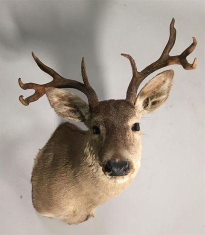 Cerf de Virginie (Odocoileus virginianus)...