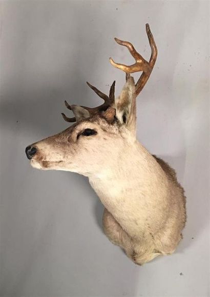 Cerf de Virginie (Odocoileus virginianus)...