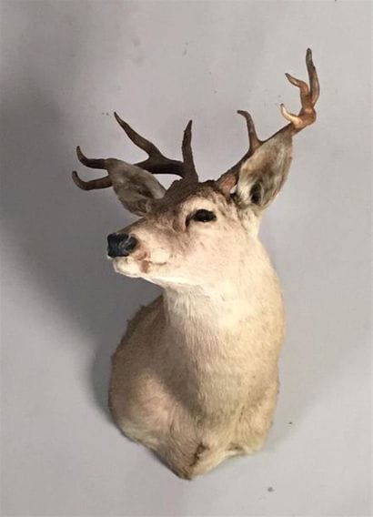 Cerf de Virginie (Odocoileus virginianus)...