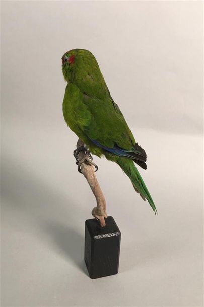 Perruche kakariki (Cyanoramphus novaezelandiae)...