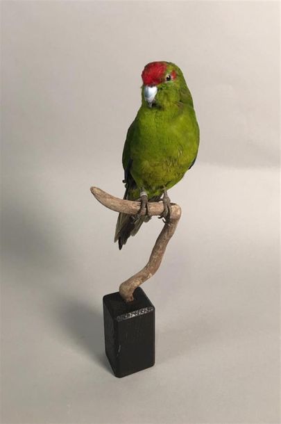 Perruche kakariki (Cyanoramphus novaezelandiae)...