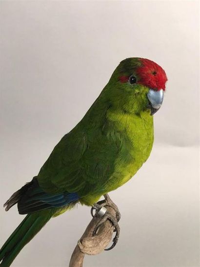 Perruche kakariki (Cyanoramphus novaezelandiae)...