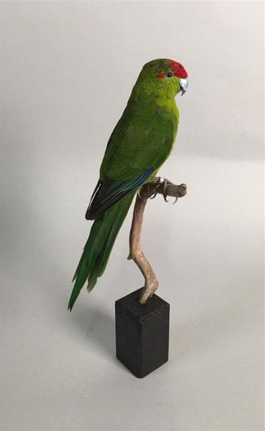 Perruche kakariki (Cyanoramphus novaezelandiae)...