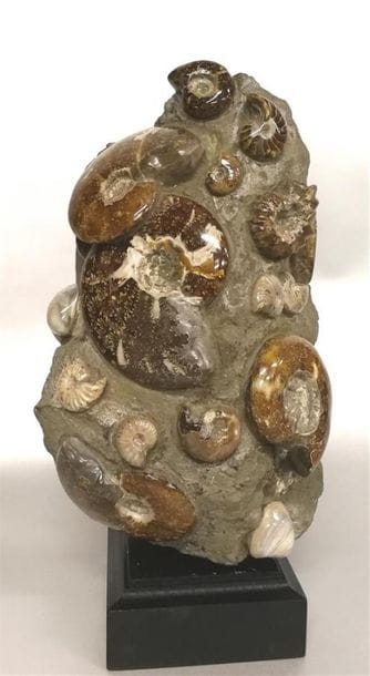 Bloc avec différentes ammonites ayant subi...