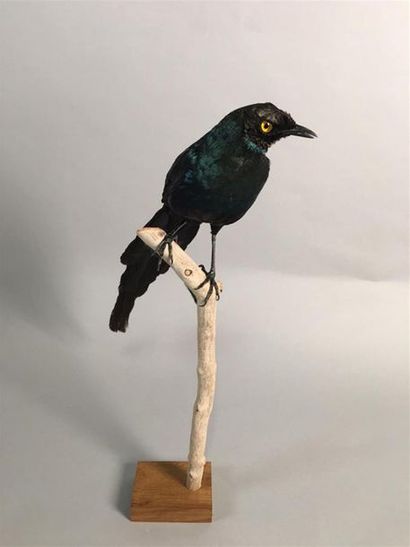 Choucador à longue queue (Lamprotornis caudatus)...